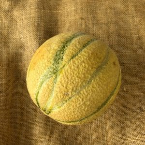 melon rotated