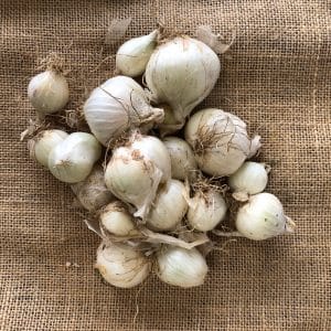oignonsblancs300g rotated