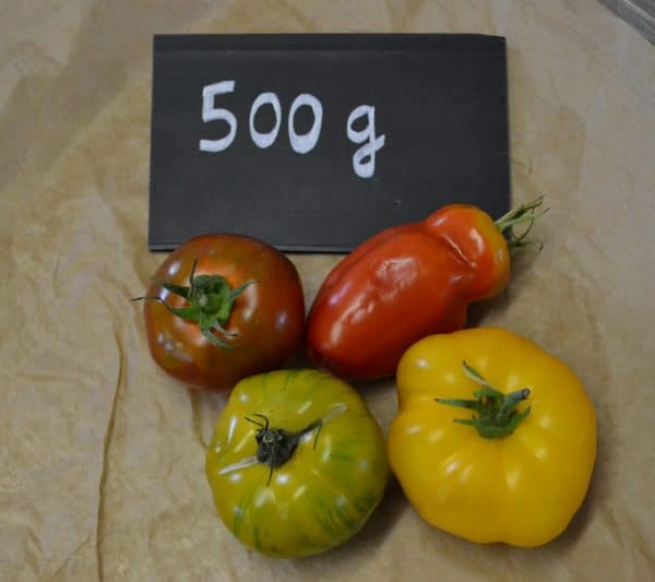 tomatescollections500g scaled